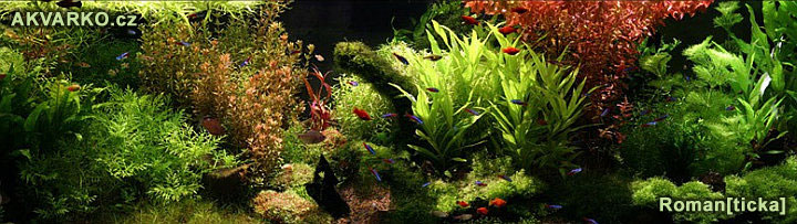 Akvárium Bublina - rostlinné akvárium