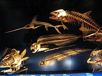 Kostry různých druhů žraloků a chimér